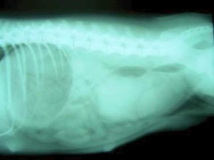 Signos y fases del parto en la perra - radiografía posparto