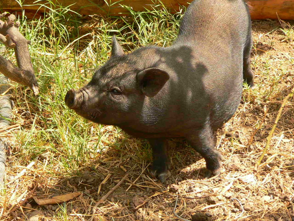 Animales exóticos: cerdo vietnamita