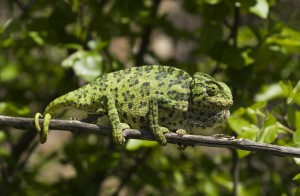 La hibernación en los reptiles - Camaleón. (Foto: Benny Trapp - Wikimedia Commons)