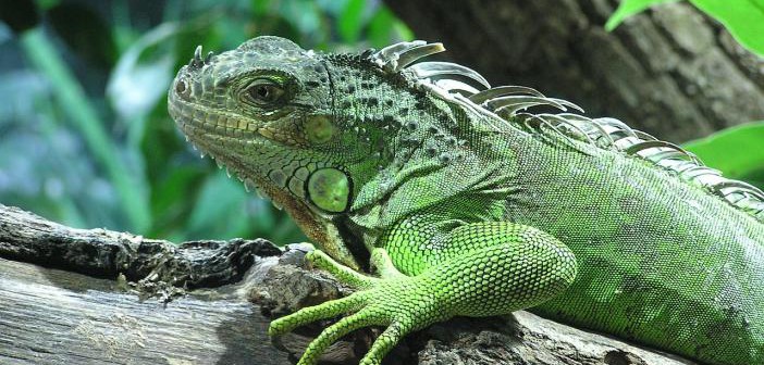 La hibernación en los reptiles - Iguana. (Foto: meiksbar - CC0 1.0 )