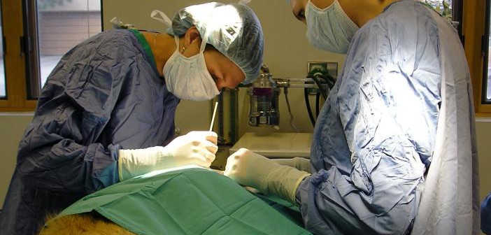 La ULE lanza el título propio de auxiliar quirúrgico veterinario