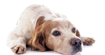 Tratamiento y prevención de la leishmaniosis canina