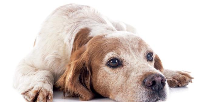 Tratamiento y prevención de la leishmaniosis canina