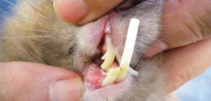 Problemas dentales del conejo: la maloclusión