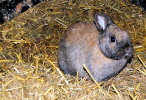 Alimentacion del conejo sano y enfermo