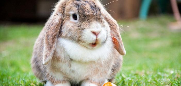 Alimentación del conejo sano y enfermo