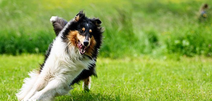 Terapias físicas en el tratamiento de la osteoartrosis canina