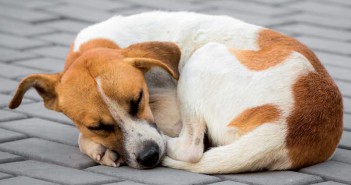 Control de la leptospirosis canina en Europa