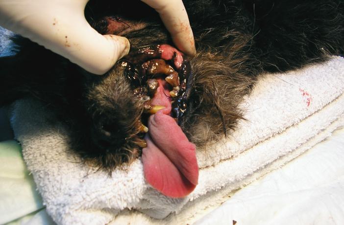 Sarro y enfermedad periodontal en un perro