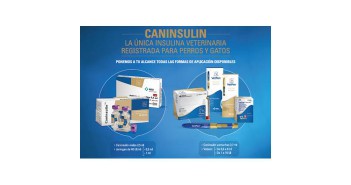 MSD caninsulin