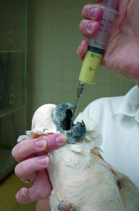 Alimentación forzada de aves hospitalizadas