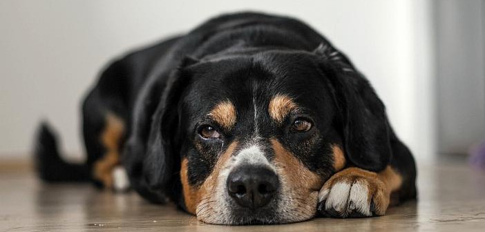 ¿Qué es la artrosis canina?