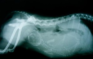 Figura 2. Radiografía de una gestación con un solo cachorro susceptible de distocia.