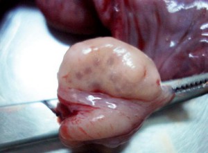Figura 4. Folículos en el ovario de una gata.