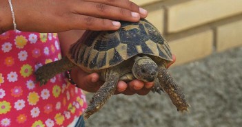 Enfermedades de las tortugas: ¿cuáles son las más frecuentes?