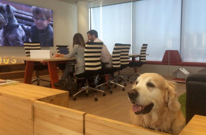 Perros en las oficinas de Affinity: la Doggy Zone