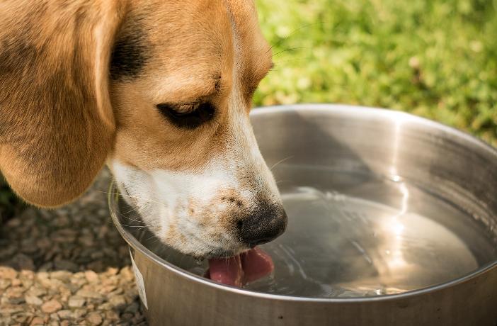 perro-bebiendo-agua-de-su-plato