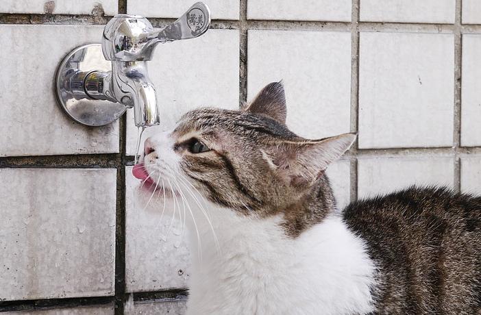 Necesidades de agua del gato