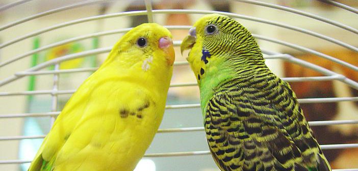 ¿Pueden morir de pena las aves al perder a su pareja?