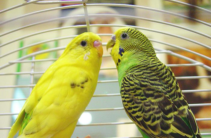 Puede morir de pena un ave tras perder a su pareja?
