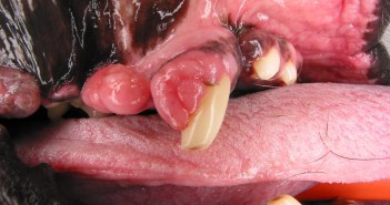 Funciones del auxiliar veterinario en odontología