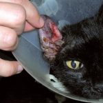 Otitis externa felina carcinoma de células escamosas