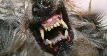 La placa dental y la enfermedad periodontal en el perro