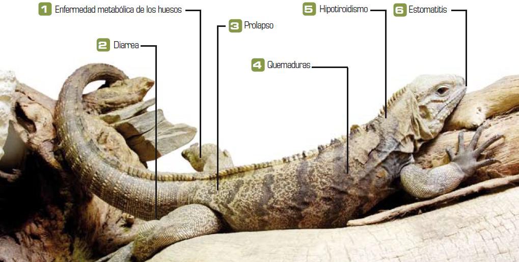 Las enfermedades más frecuentes de la iguana