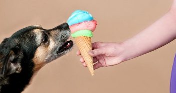 Diabetes canina y tratamiento alimentario coadyuvante