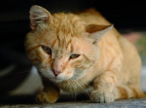 Cómo reconocer el dolor en gatos