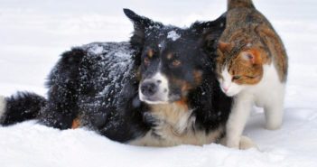 Las enfermedades del invierno en perros y gatos