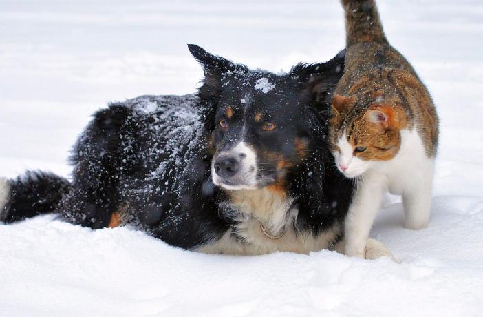 Jadeo Poderoso localizar Cuáles son las enfermedades del invierno en perros y gatos?