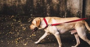 Royal Canin destaca los beneficios de la terapia asistida con animales
