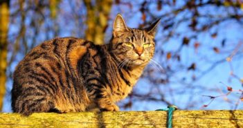 Síntomas, diagnóstico y tratamiento de la artrosis en gatos