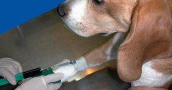 Quimioterapia en perros y gatos: una opción para tratar el cáncer