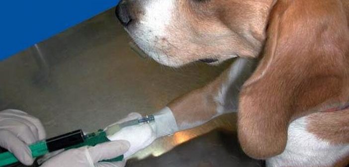 Quimioterapia en perros y gatos: una opción para tratar el cáncer