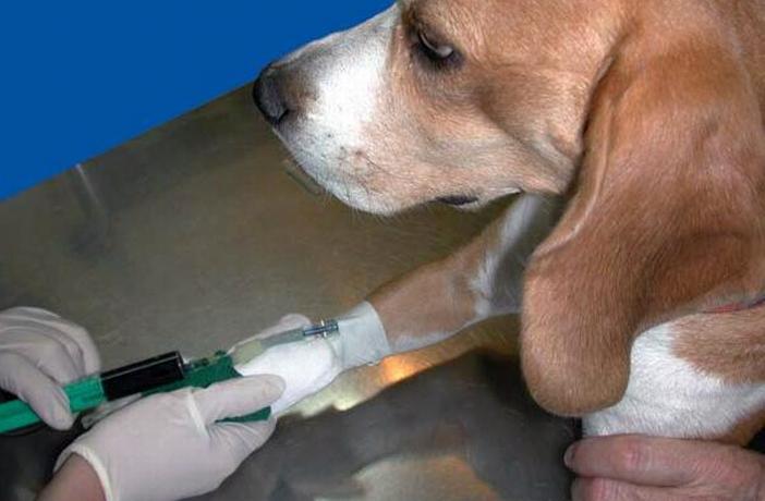 presentación cómo Anticuado Quimioterapia en perros y gatos: una opción para tratar el cáncer