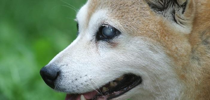 Causas de ceguera en perros adultos más habituales