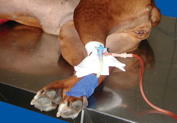 Patriótico interrumpir Adjunto archivo Claves para la administración de quimioterapia en animales de compañía