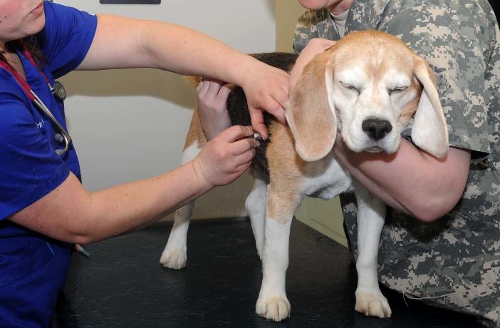 Tipos de vacunas: veterinaria vacunando a un Beagle