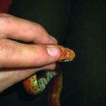 Manejo básico de serpientes