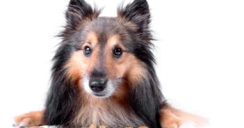 Necesidades en la nutrición de perros con enfermedad hepática