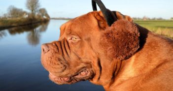 Otitis canina: ¿qué factores predisponentes hacen que aparezca?