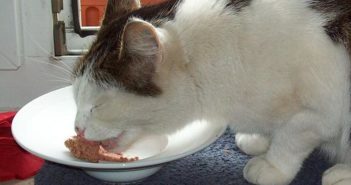 Características especiales de la nutrición felina