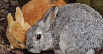 Problemas digestivos en conejos: íleo paralítico