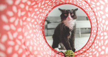 Cómo prepara la llegada de un gato a casa: información para el propietario