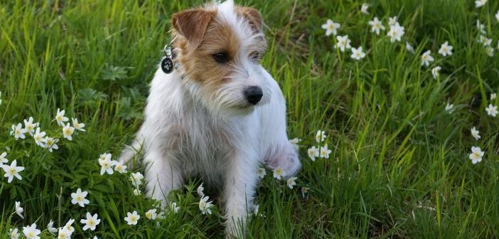 10 plantas tóxicas para los perros muy comunes