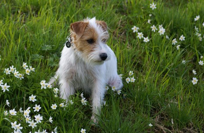 segunda mano soplo Grasa 10 plantas tóxicas para los perros muy comunes