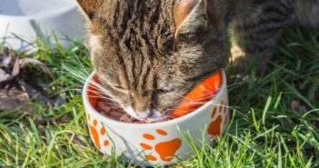 Nutrientes indispensables en la dieta felina