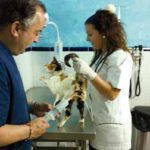 Ozonoterapia en mascotas